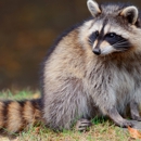 Pro Wildlife Removal - Pest Control Services