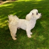 Happy Paws Grooming gallery