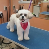 Pretty Paws Dog Grooming gallery