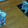 Pewaukee Dog Grooming gallery