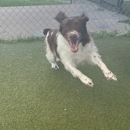 Your Dog's Best Days - Pet Services