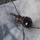 Critter Control