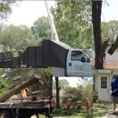 Gulf Coast Tree Specialists - Stump Removal & Grinding