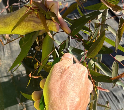 Local Tree Care - Baranduda, VIC