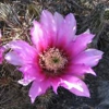 Living Desert Ranch gallery