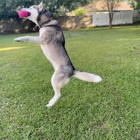 Happy at Home Pet Sitting