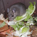 University Termite & Pest Control - Pest Control Services