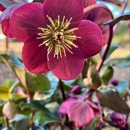 Garden Artisans - Deck Builders