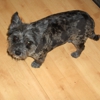 Kusch's Dog Grooming gallery