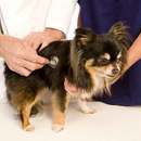 Vestal Veterinary Hospital - Veterinarians