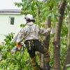 Ace Tree Service gallery