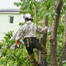 Ace Tree Service - Tree Service