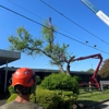 A Atlantic Tree Service gallery