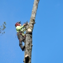 Webb Tree Services - Tree Service