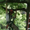 Musser's Tree Service gallery