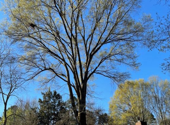 Elephant Trunk Tree and Landscaping - Charlotte, NC