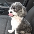 D W Dog Grooming - Pet Grooming