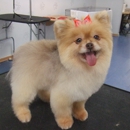 Miami Doggy Style, Pet Grooming Salon and Day Care - Pet Grooming