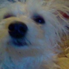 Conifer Veterinary Hospital gallery