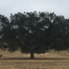 Kenneth Hahn State Recreation Area gallery