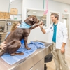 Paws In Paradise Animal Hospital gallery