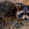 Urban Trapping Wildlife Control gallery