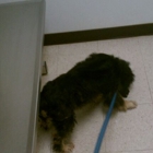 Sea Island Animal Hospital