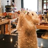 The Pet Store Next Door gallery