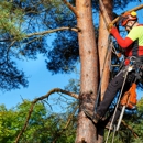 Louis Contino Landscaping - Tree Service