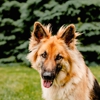 Taylor Animal Hospital Of Smithville gallery