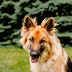 Taylor Animal Hospital Of Smithville