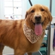 Coastal Canine Grooming & Boutique