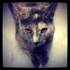 Decatur Animal Clinic Ltd gallery