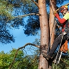 Campos Tree Service Corp gallery