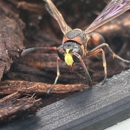 Wise House Pest Control-Port St Lucie - Pest Control Services