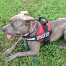 Blue collar service dogs - Dog Training
