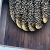 Island Bee Removals gallery