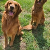 Stacy's Golden Retrievers gallery