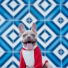 Allied Veterinary Specialists (AVS) gallery