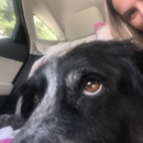 Town & Country Animal Hospital Inc - Veterinary Clinics & Hospitals