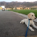 Cornerstone Dog Training - Pet Training
