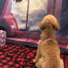Waggin Train gallery