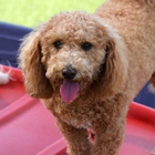 Bayside Pet Resort