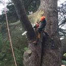 Ax Man Tree Service - Tree Service