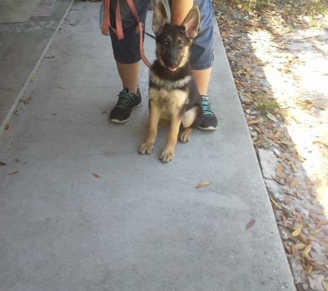 Orlando Dog Training - K9 Counselor - DeLand, FL. Orlando Dog Training at home appointments.