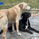 Bark at Home - Pet Boarding & Kennels