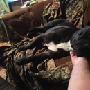 Wags and Whiskers Pet Rescue - Pet Stores