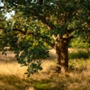 Waraner Bros. Tree Service - Tree Service