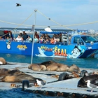 San Diego Seal Tours