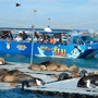 San Diego Seal Tours